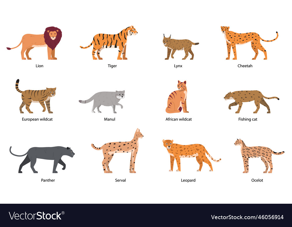 Wild cats icon set Royalty Free Vector Image - VectorStock