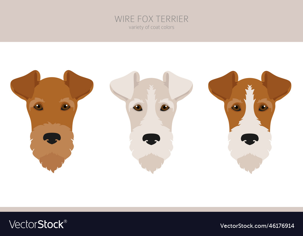 Wire fox terrier clipart different poses coat Vector Image