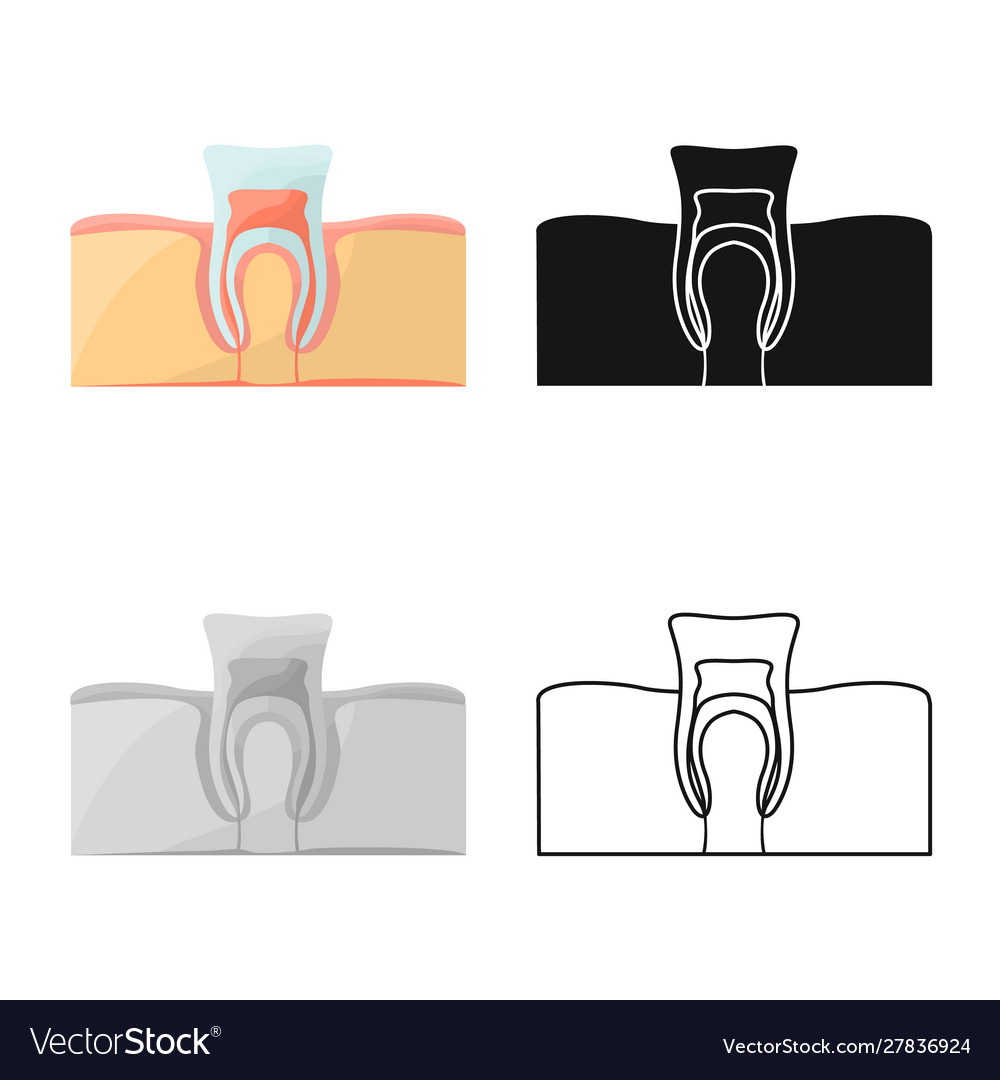 Isolated object tooth and gingiva symbol