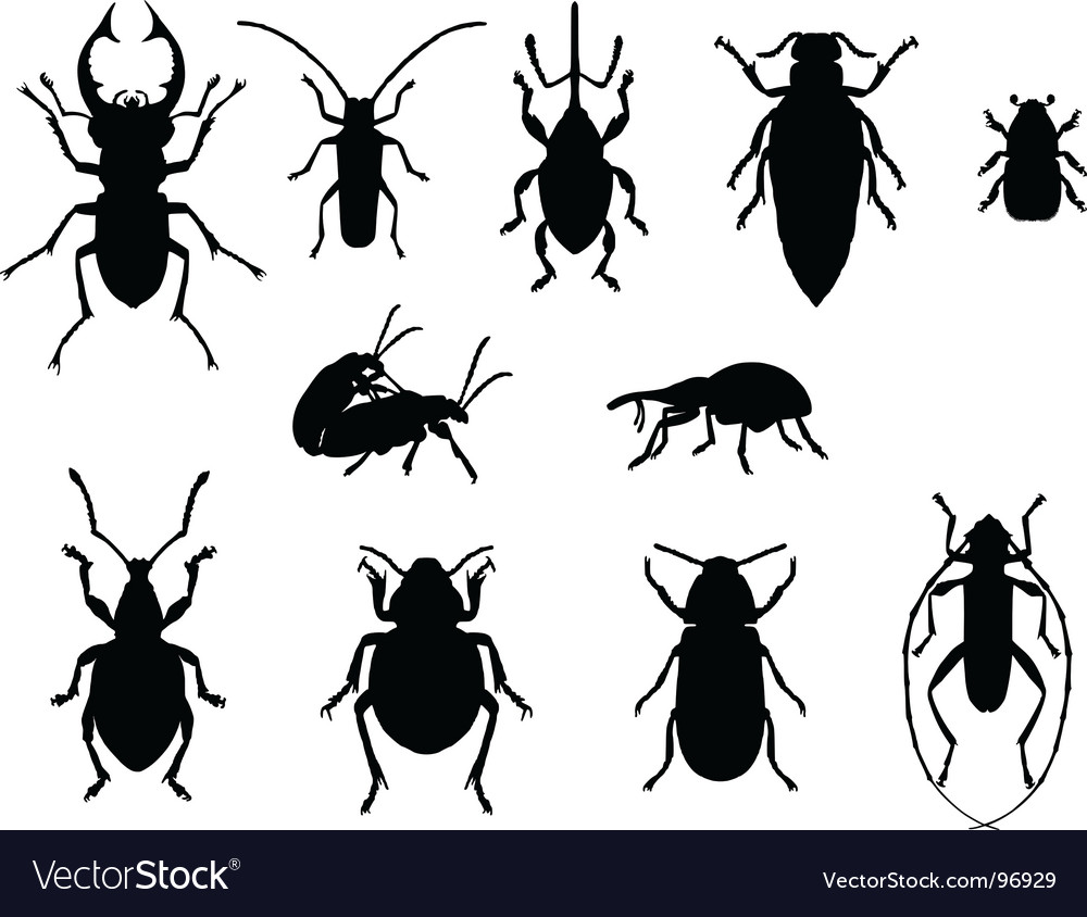 Collection of beetles