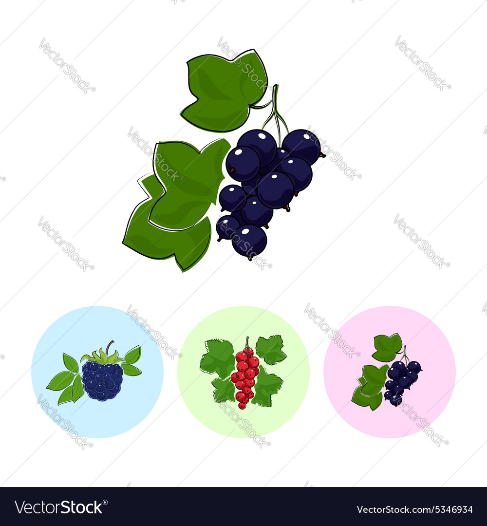 Fruit icons blackcurrant redcurrant blackberry