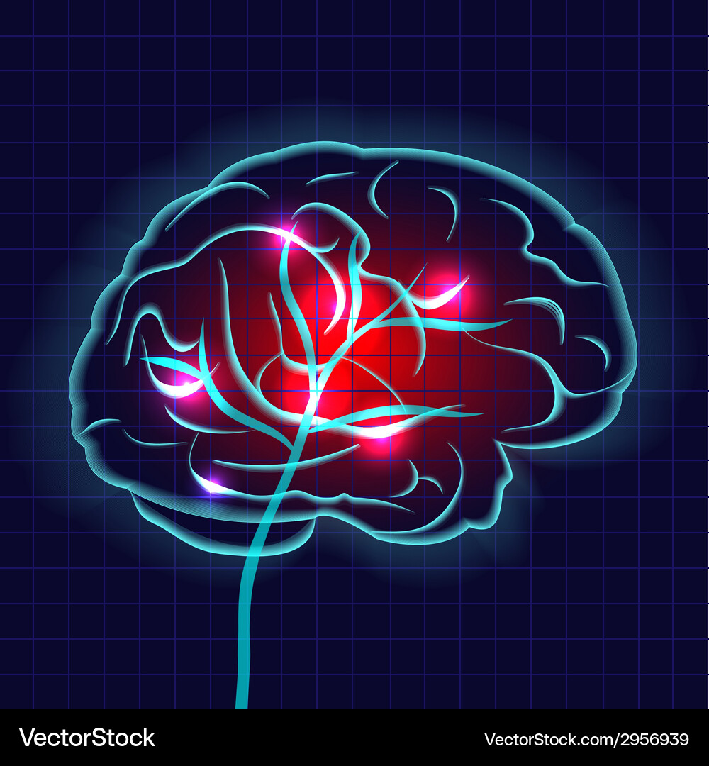 Human brain Royalty Free Vector Image - VectorStock