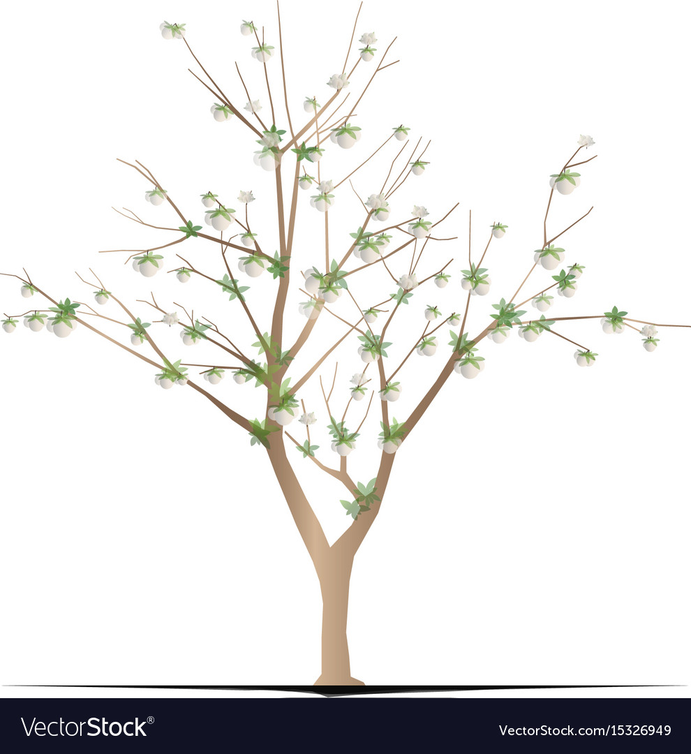 Cotton tree Royalty Free Vector Image - VectorStock
