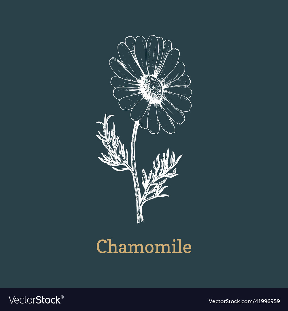 Chamomile flower sketch in design element vector image Chamomile flower sketch in design element