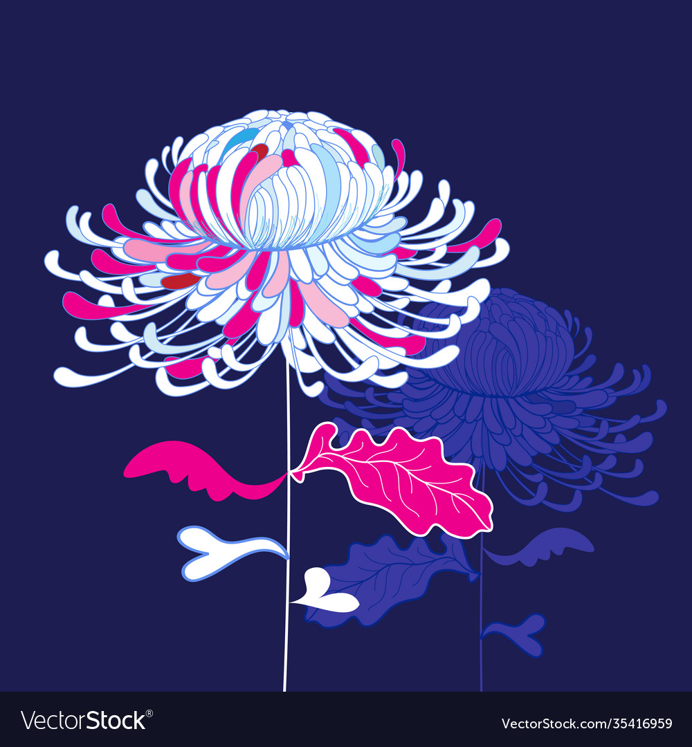 Graphic beautiful chrysanthemums vector image Graphic beautiful chrysanthemums