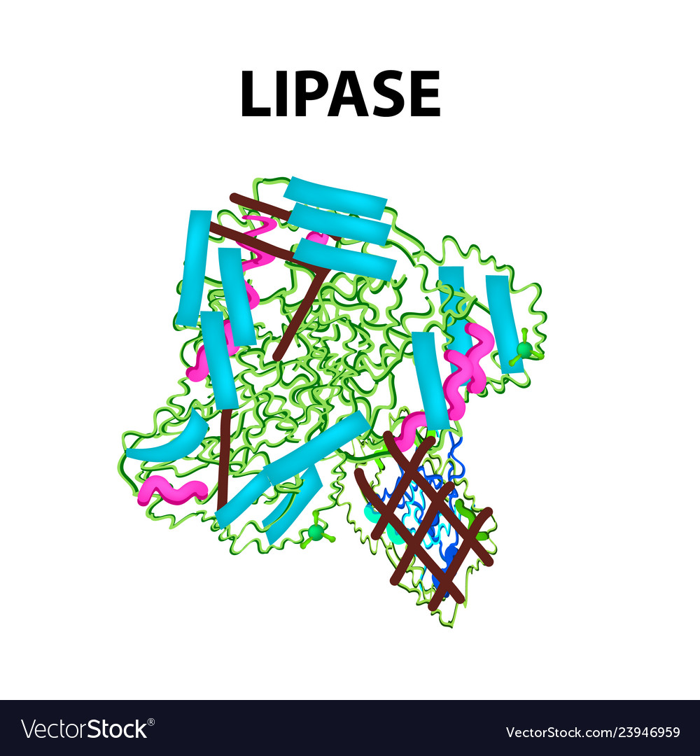 Molecular structural chemical formula lipase Vector Image