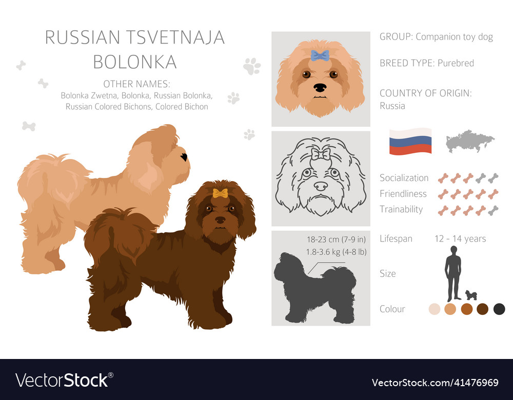 Russian tsvetnaja bolonka clipart different poses vector image Russian tsvetnaja bolonka clipart different poses