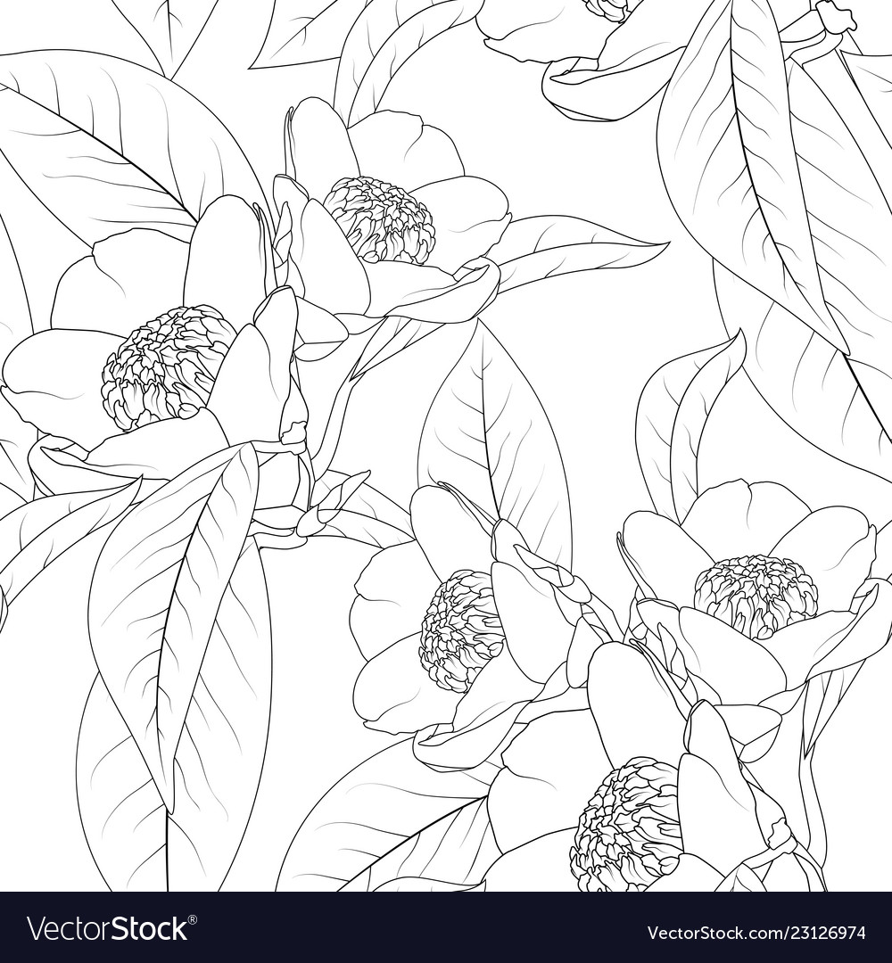 Camellia Flowers Bouquet With Leaves Line Design Vector Image