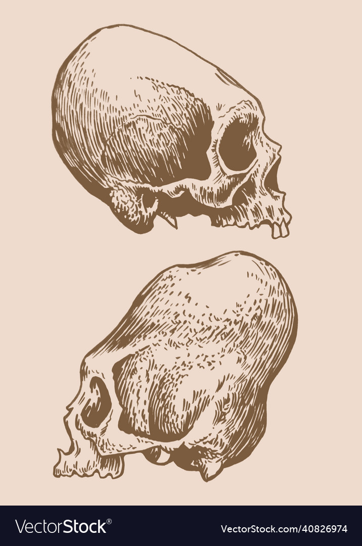 Graphical vintage long skulls of mayan