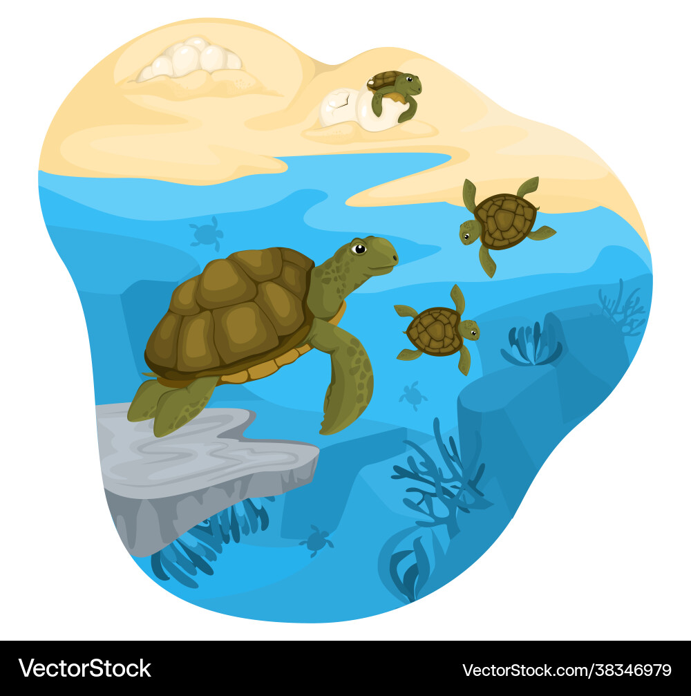 Turtle life cycle composition Royalty Free Vector Image