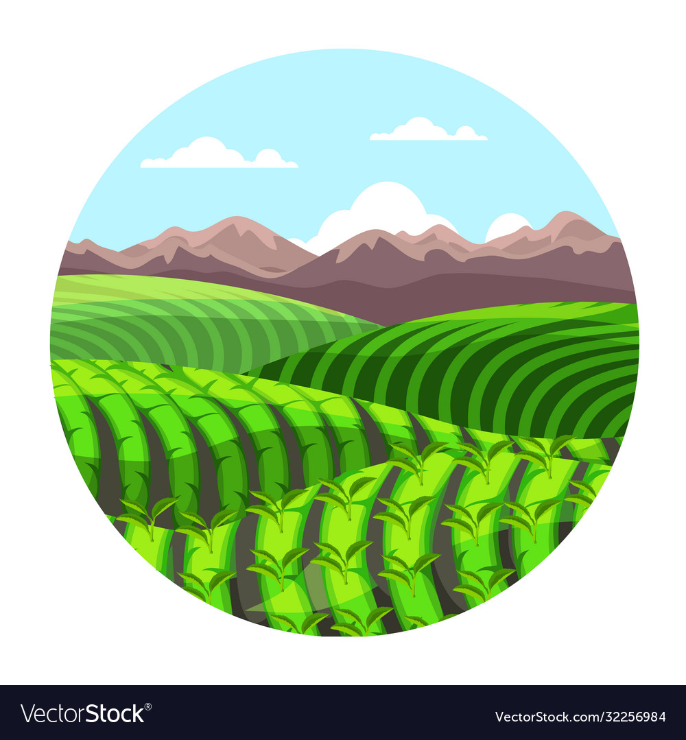 Grüne Teepflanzungshügel in Berglandschaft vector image Grüne Teepflanzungshügel in Berglandschaft