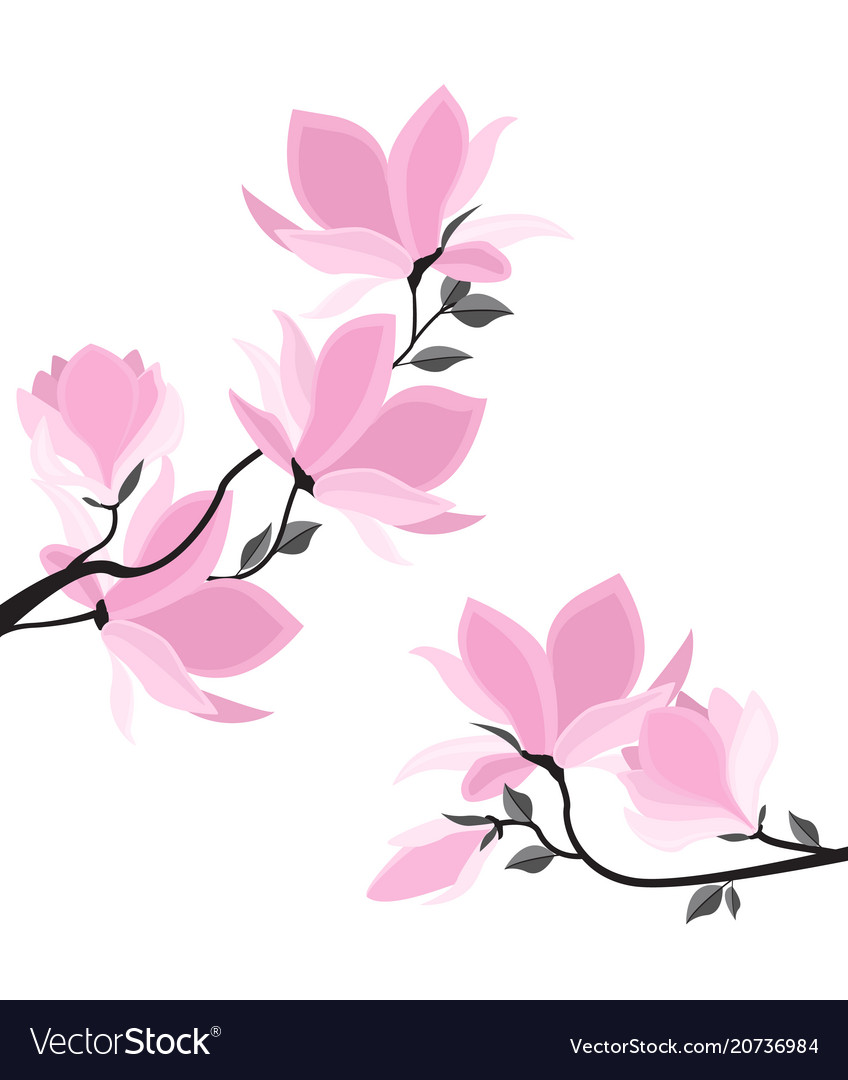 magnolia flowers royalty free vector image vectorstock