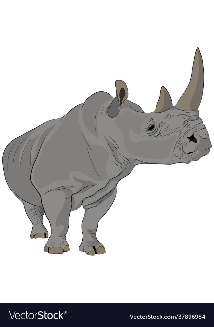 White rhinoceros Royalty Free Vector Image - VectorStock