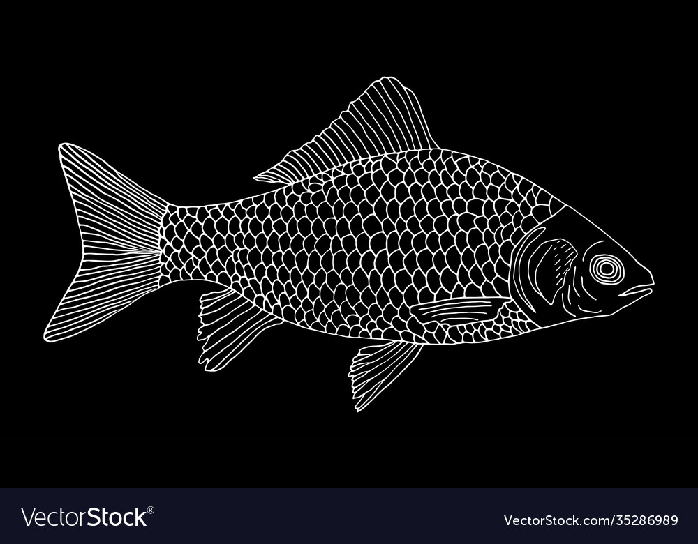 Crucian carp fish hand drawn white contour