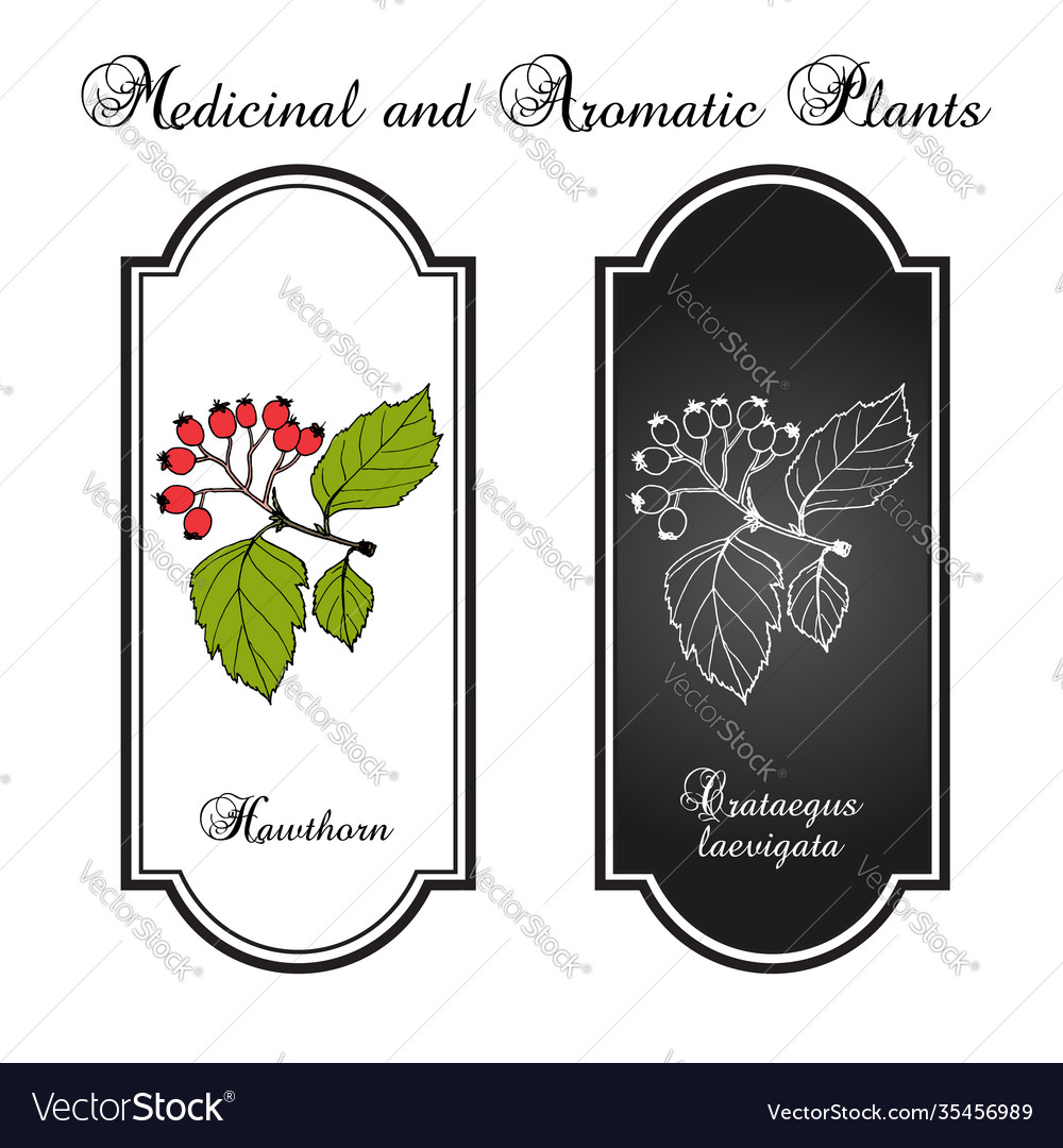 Englisch hawthorn crataegus laevigata vector image Englisch hawthorn crataegus laevigata