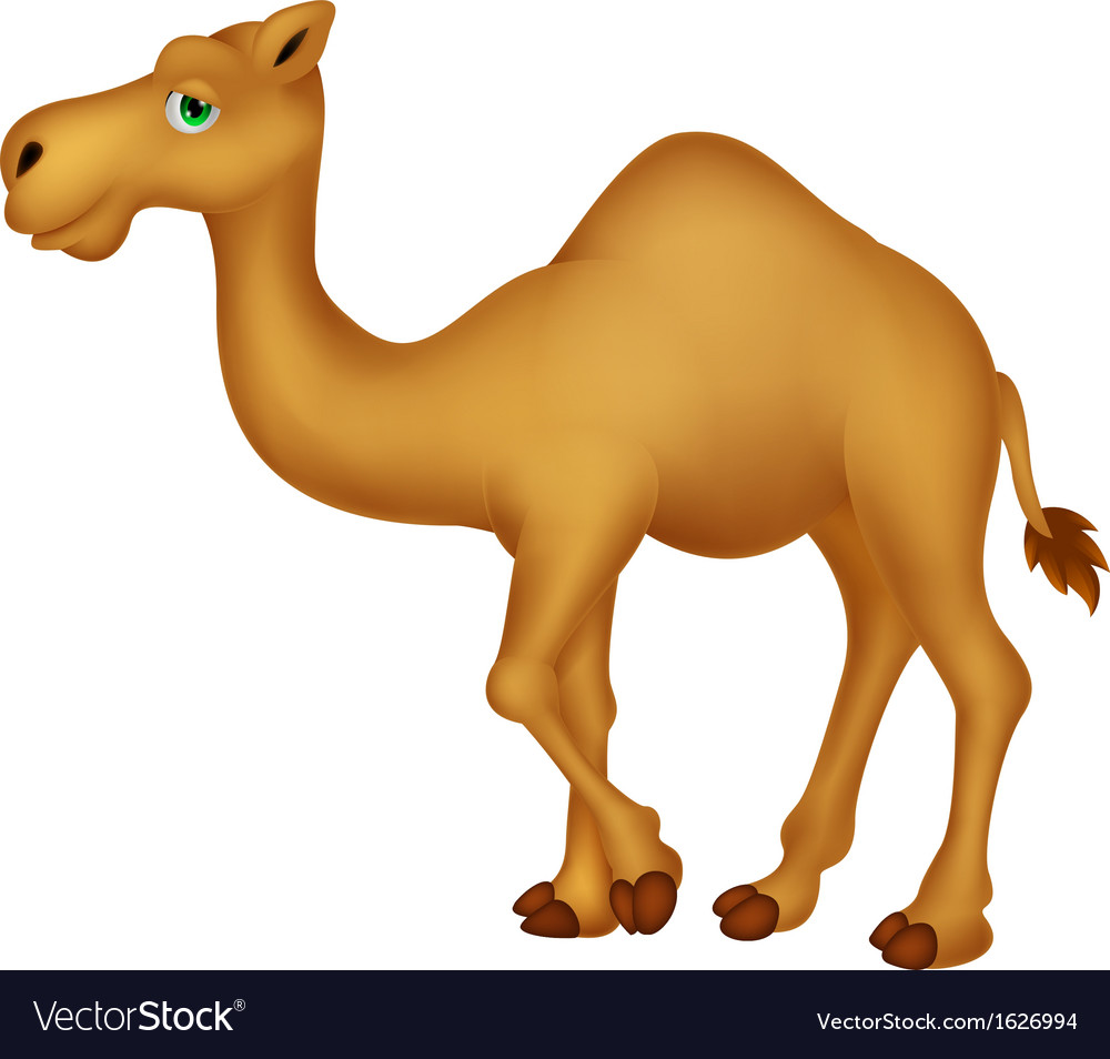 Cute camel cartoon character