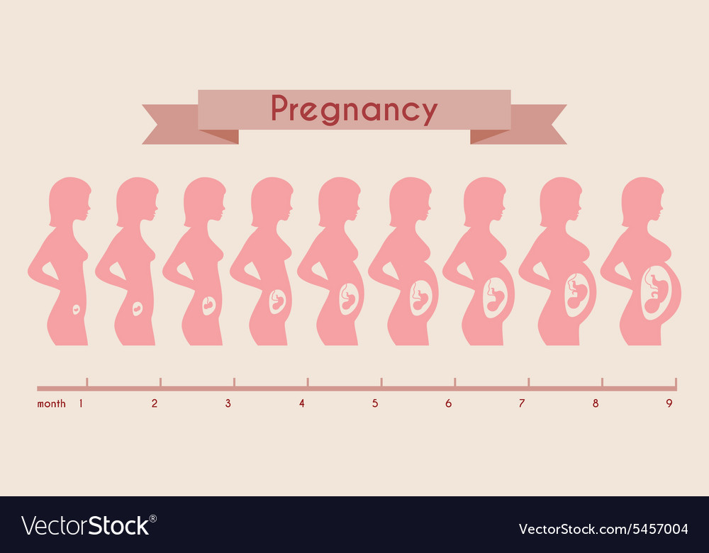 Growth of human fetus with female silhouette Vector Image