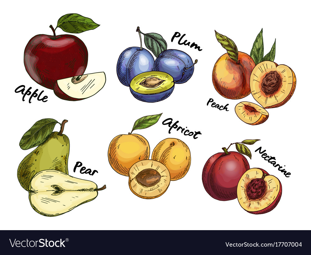 Sketches Apple And Pear Plum Apricot Fruits Vector Image 4115