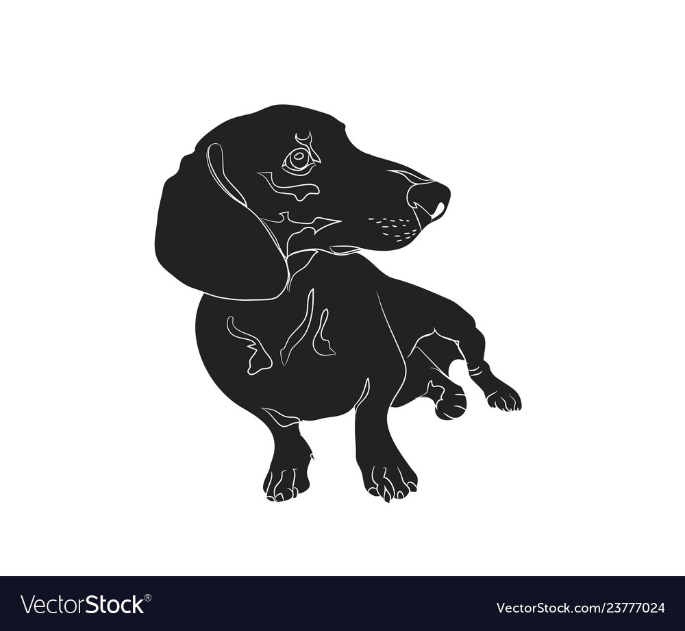 Long Haired Dachshund Dachshunds Vector Images 38