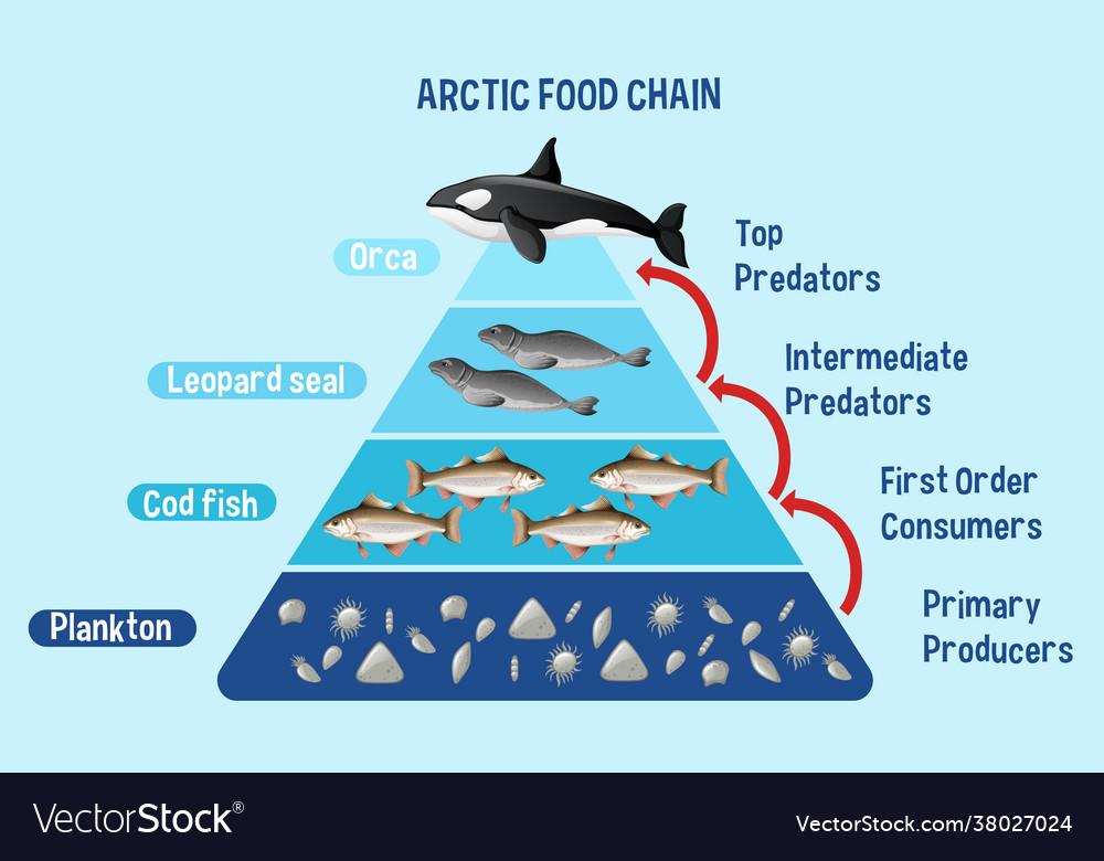 Diagram showing arctic food chain for education