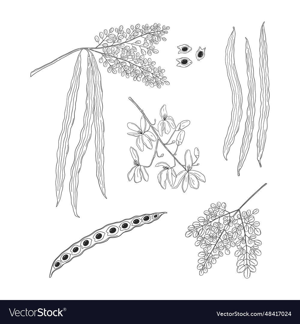 Set of botanical drawings moringa oleifera Vector Image