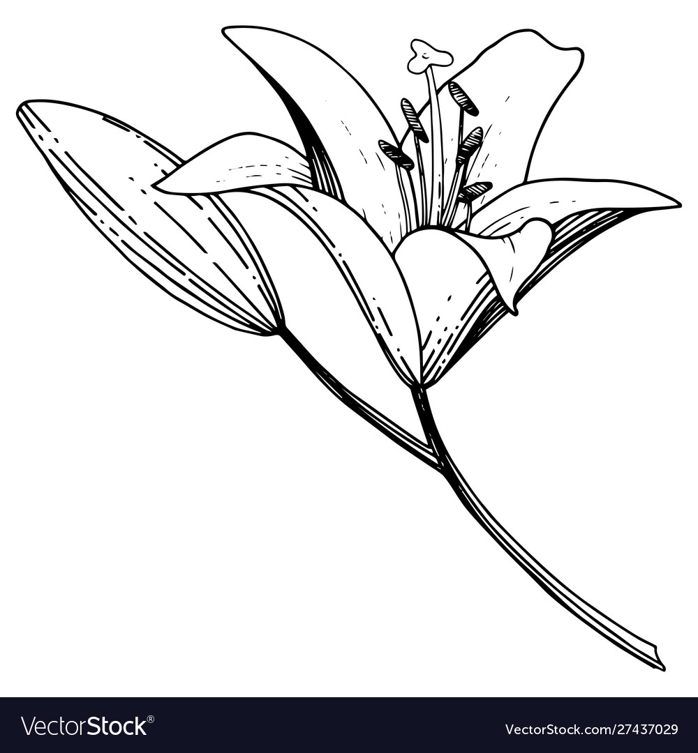 Lily floral botanical flower black Royalty Free Vector Image