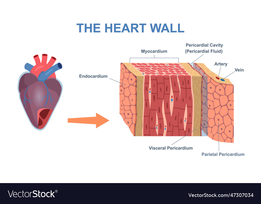 Wall heart structure Royalty Free Vector Image