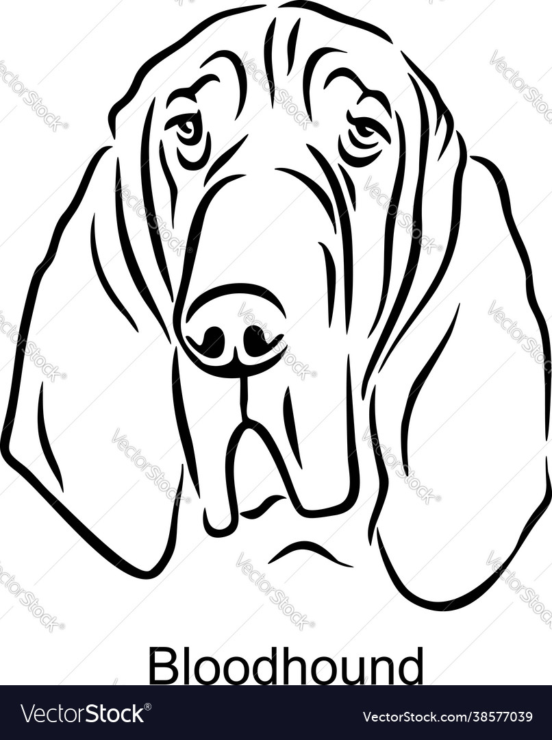 Elegant Bloodhound Portrait - Dog Art