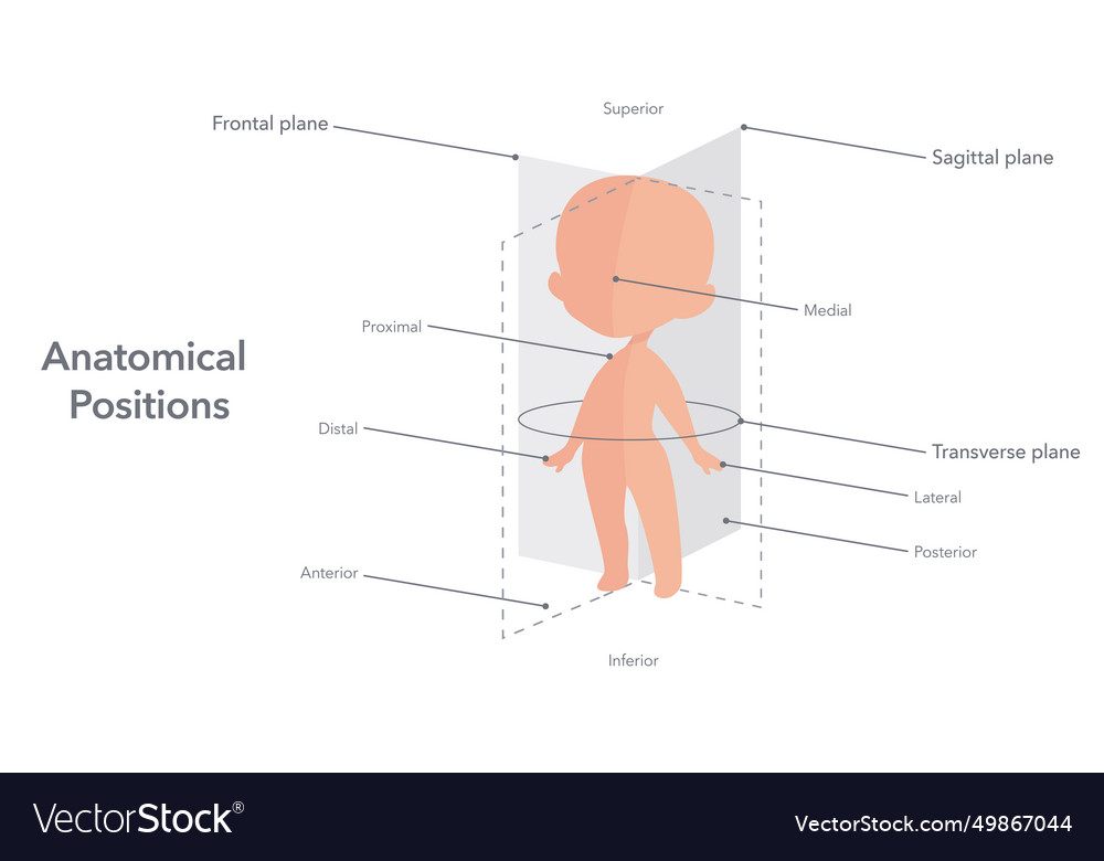 Anatomical positions Royalty Free Vector Image Biology Diagrams