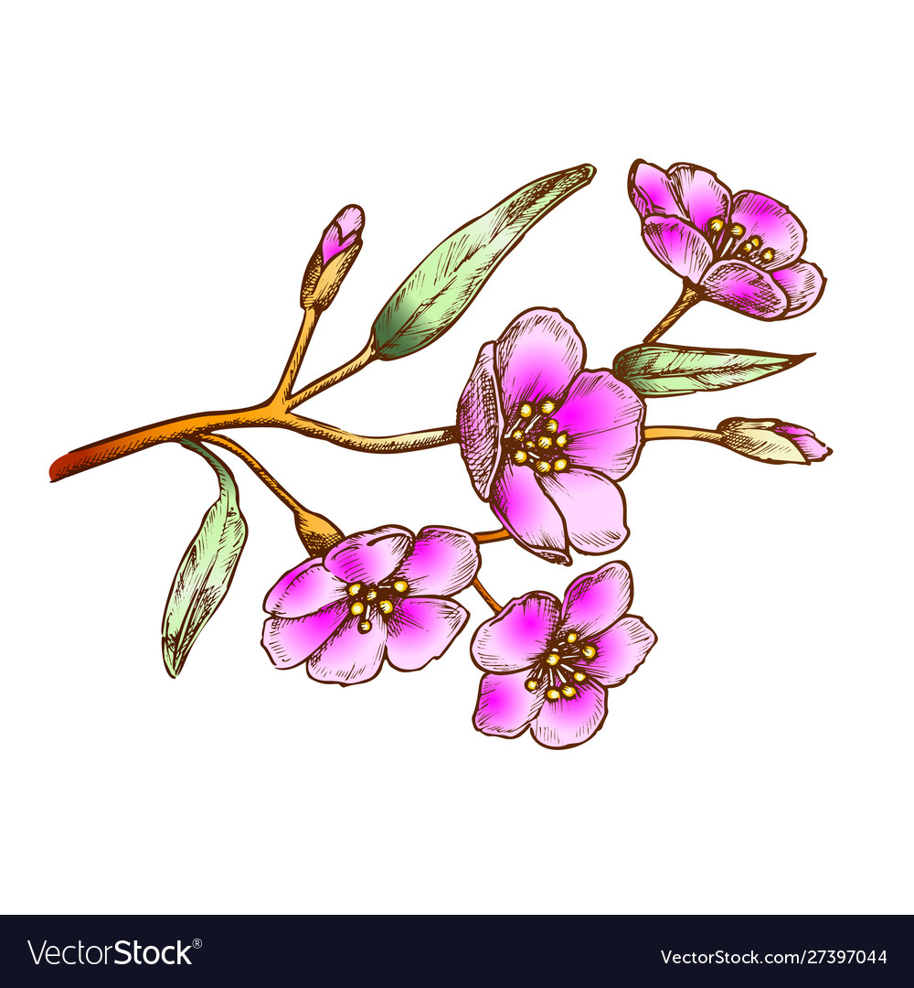 Sakura flower branch tree element color vector image Sakura flower branch tree element color