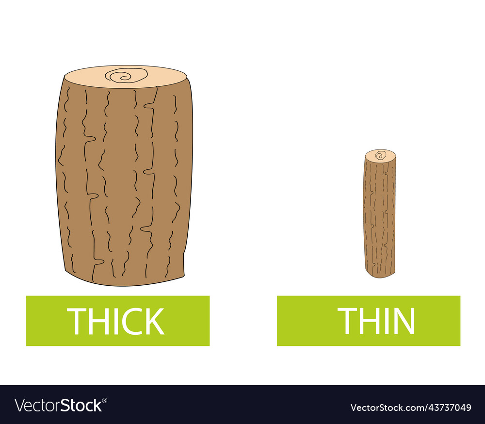 Antonyms concept thick and thin card Royalty Free Vector