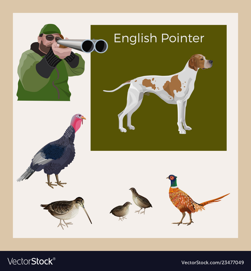 Hunting gun dog vector image Hunting gun dog