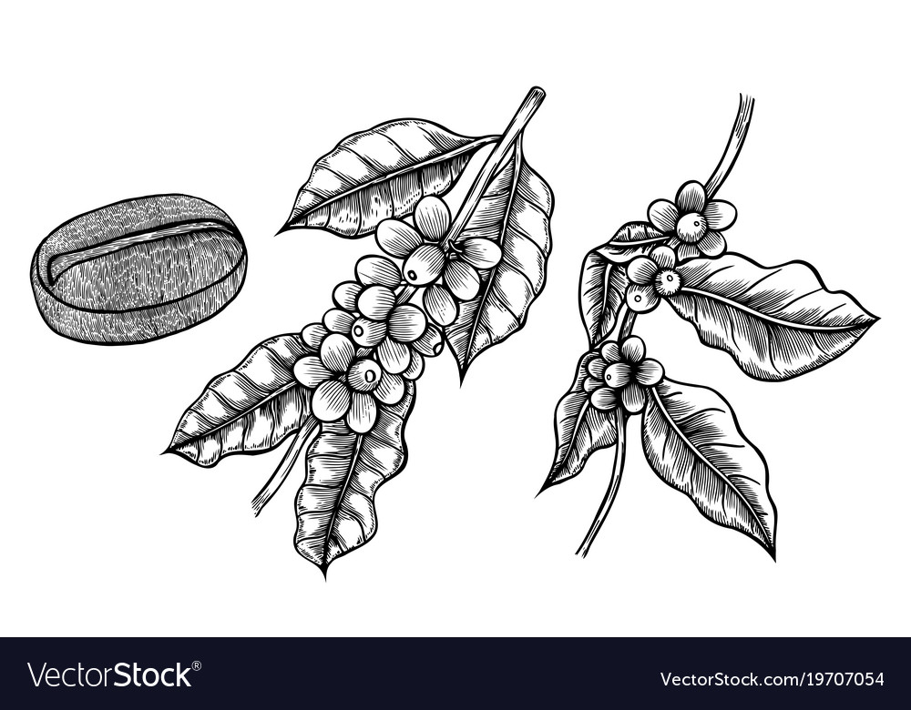 Coffee Branch Plant Vector Image Coffee Branch Plant Vector Image