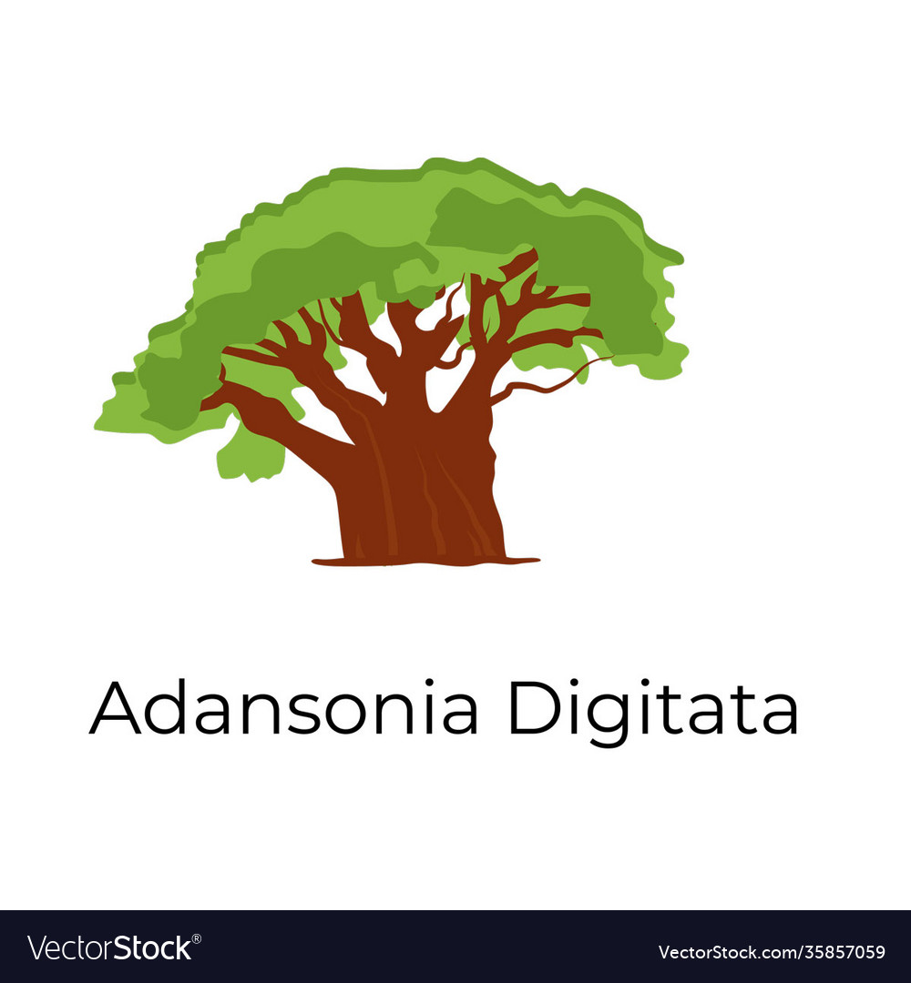 Adansonia digitata Royalty Free Vector Image - VectorStock