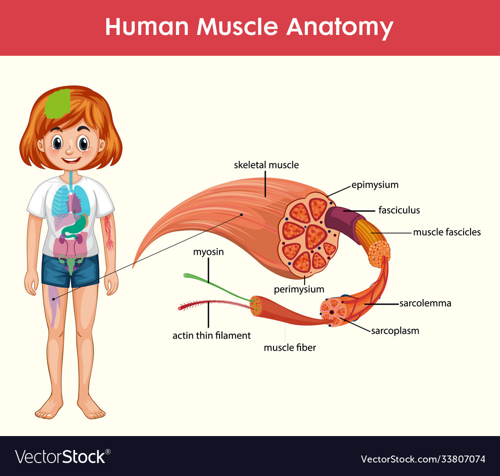 Human muscle anatomy infographic with body Vector Image Biology Diagrams