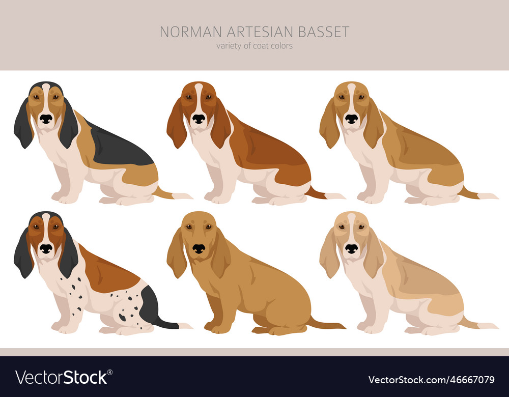 Norman artesian basset clipart all coat colors Vector Image