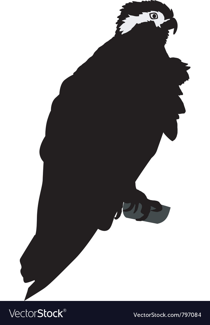 Osprey Silhouette