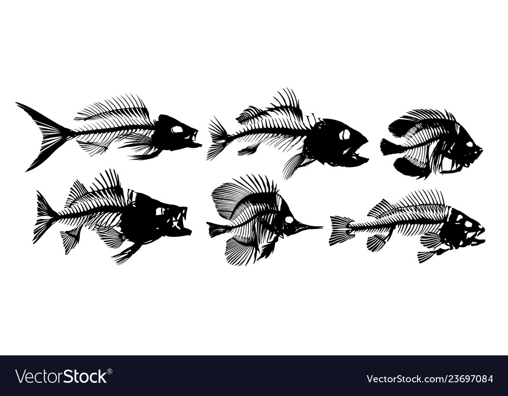 Download Set of skeleton fish Royalty Free Vector Image