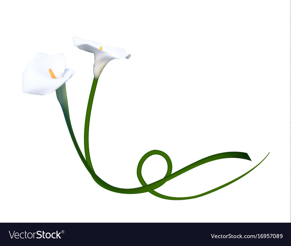 Abstract floral background with calla flower