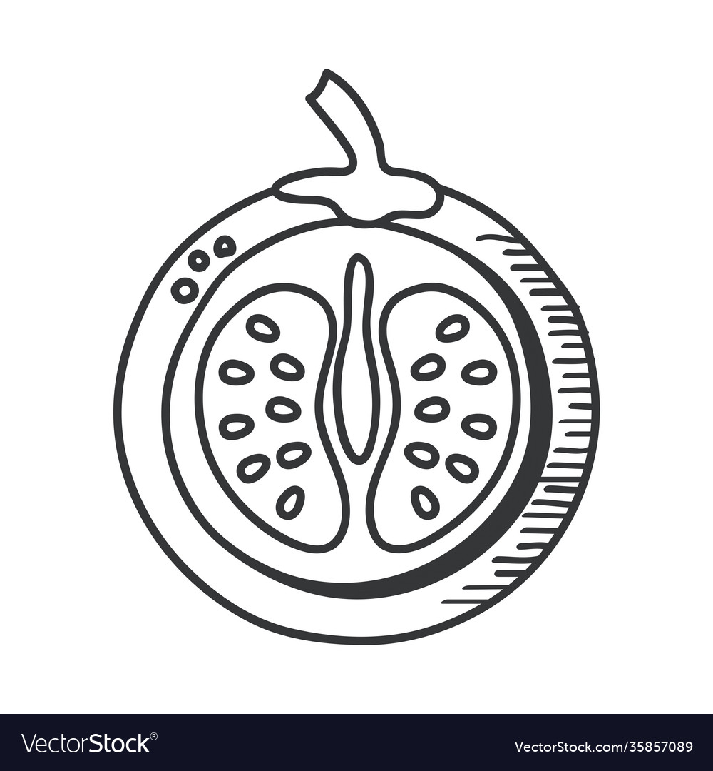 Tomato vegetable hand draw and line style icon