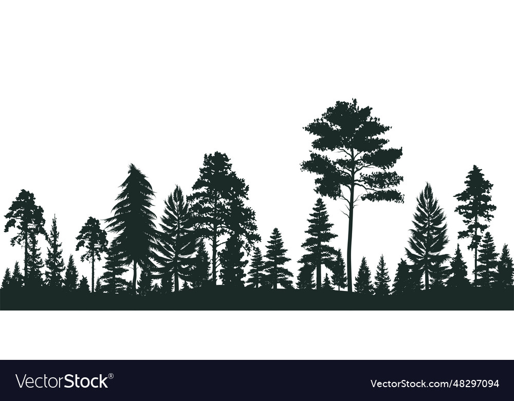 High grey fir trees forest on white silhouette