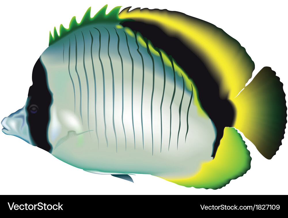 Butterflyfish Royalty Free Vector Image - VectorStock