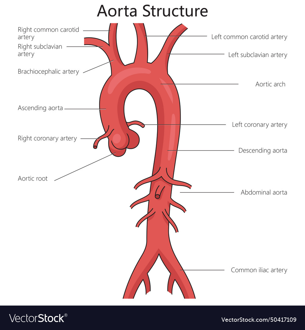 Human aorta structure diagram medical science Vector Image