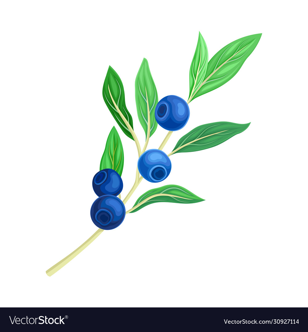 Blueberry branch with blue berries and green