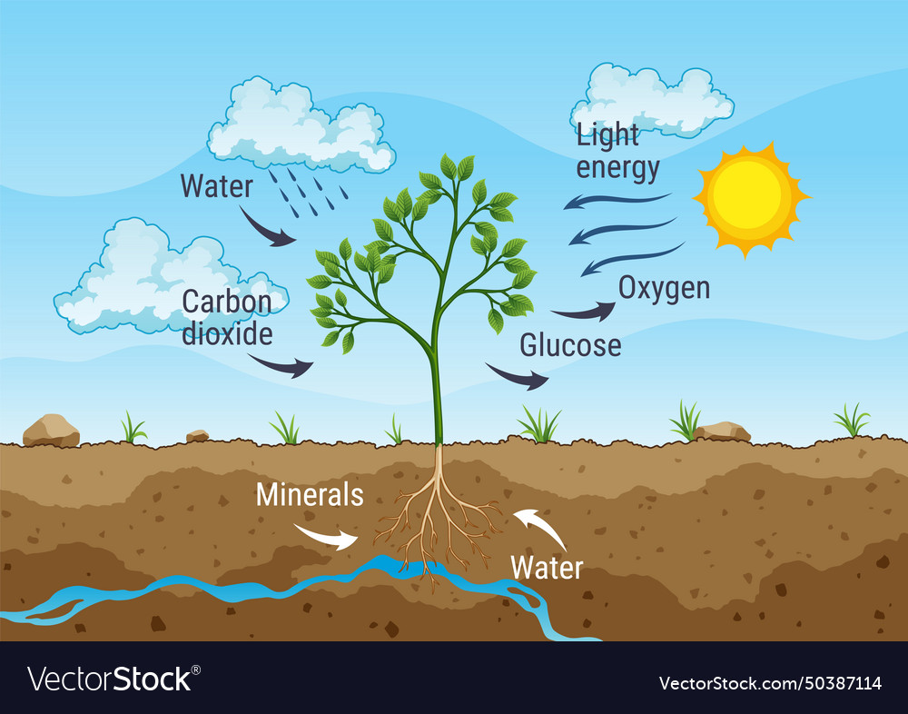 Photosynthesis process tree produce oxygen using Vector Image