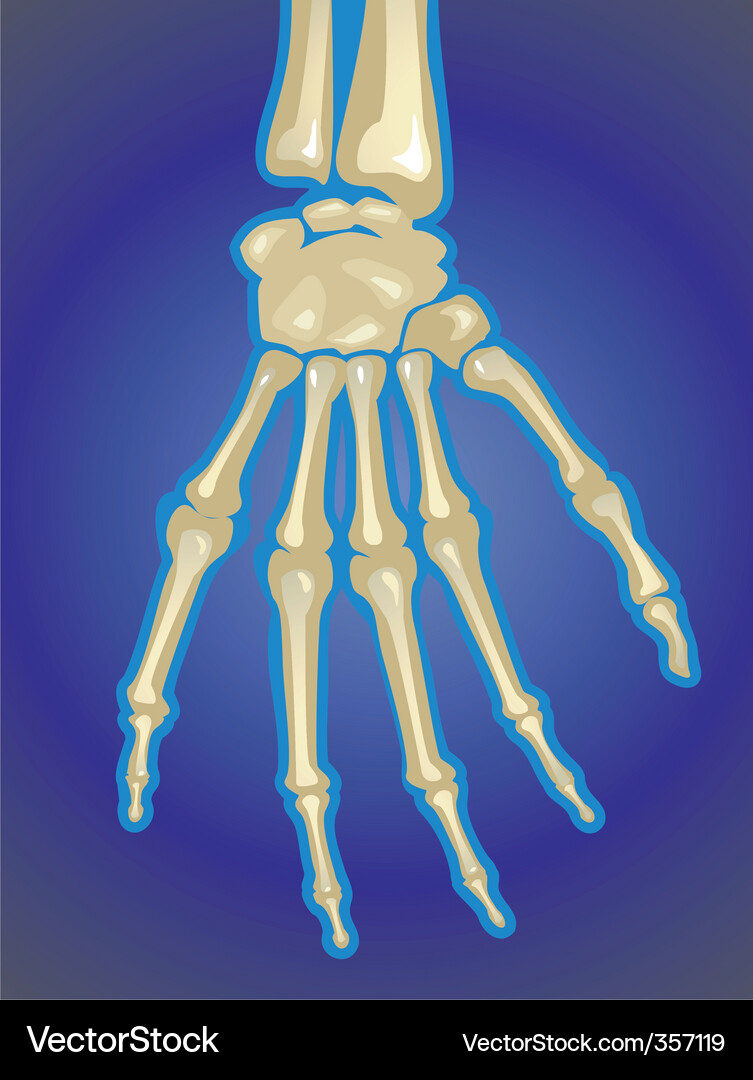 Bones Royalty Free Vector Image - VectorStock