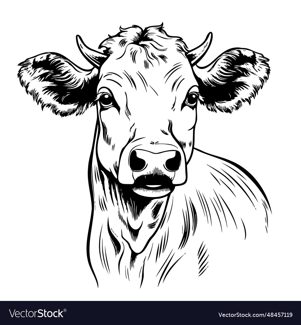 Calf farm animal sketch hand drawn Royalty Free Vector Image