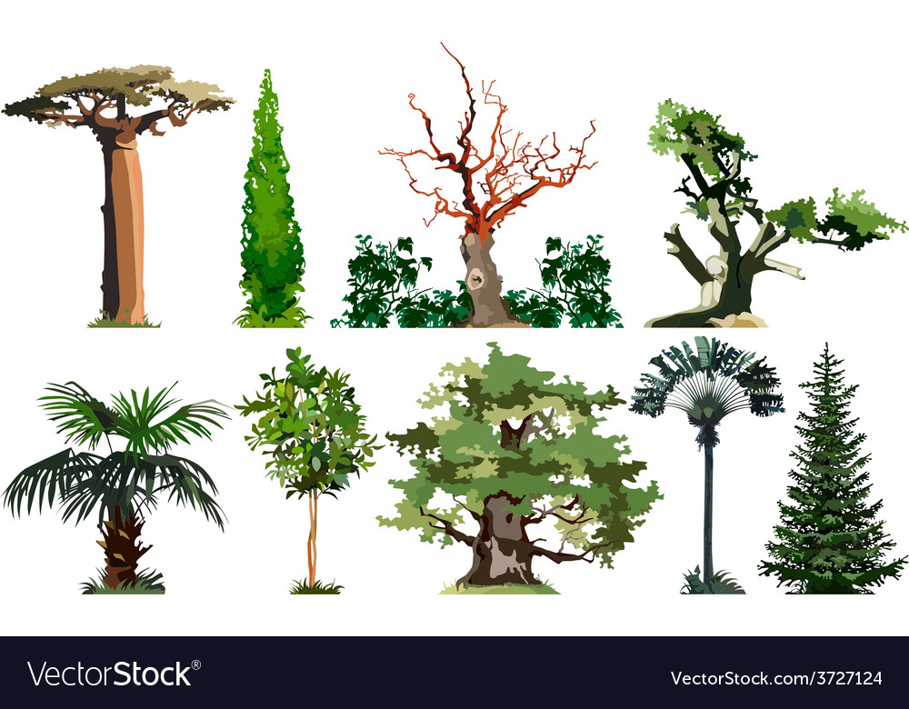 Old Tree Collection