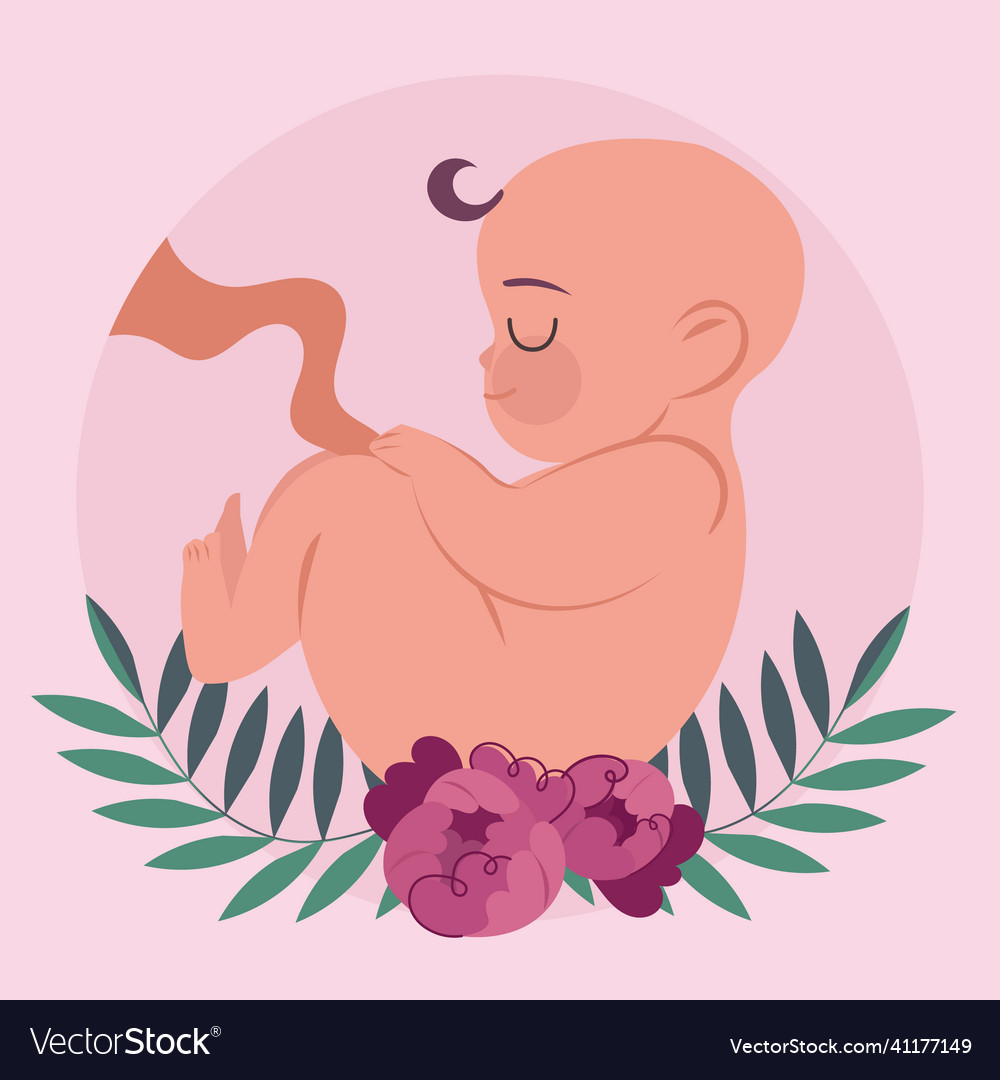 Hand drawn fetus Royalty Free Vector Image - VectorStock