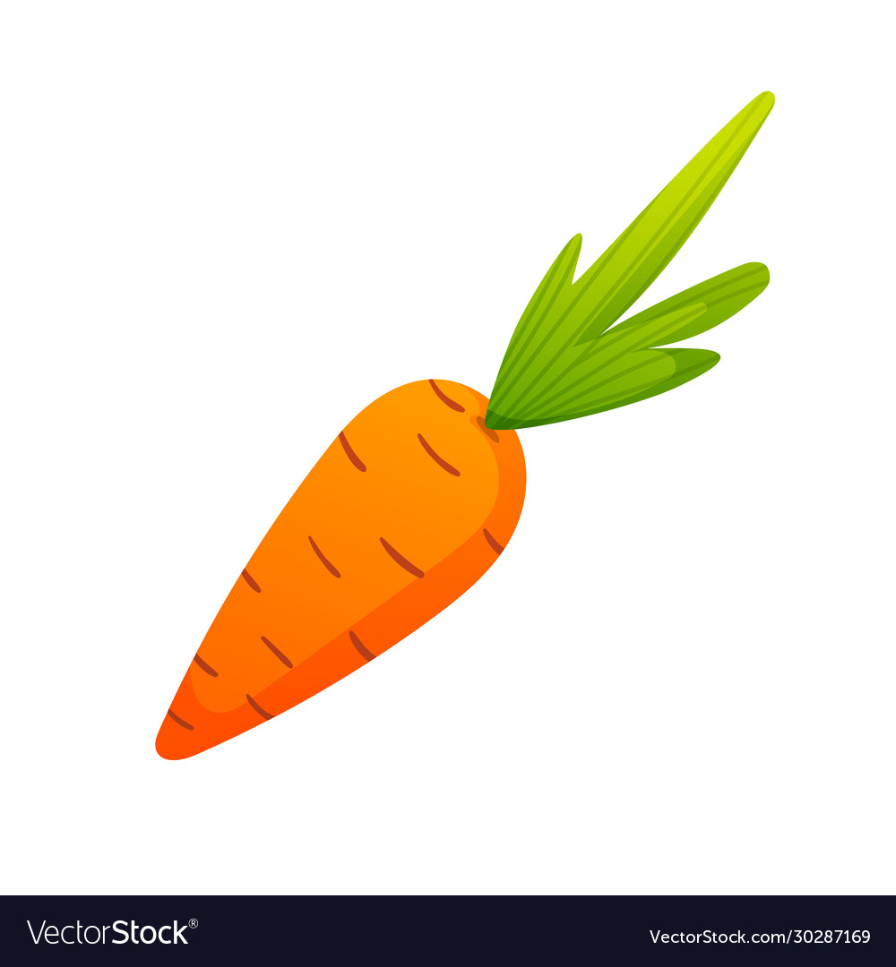 Carrot isolated on white